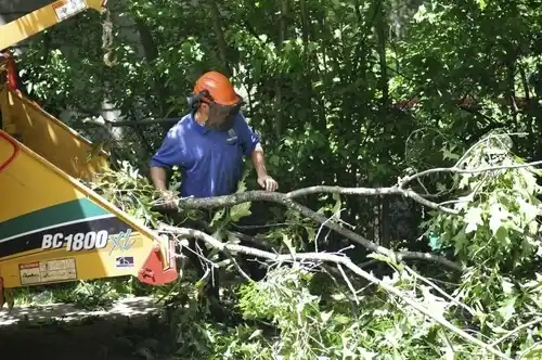 tree services Madison Lake
